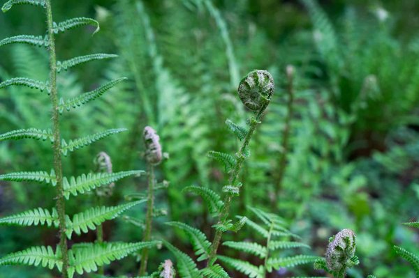 Où séjourner pour une expérience agricole authentique dans une ferme biologique en Dordogne?